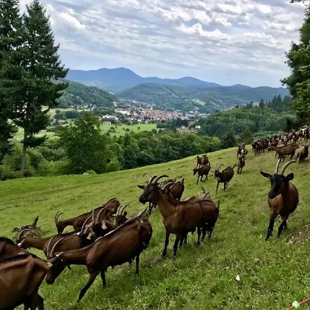 Location Elfe アパート Stosswihr